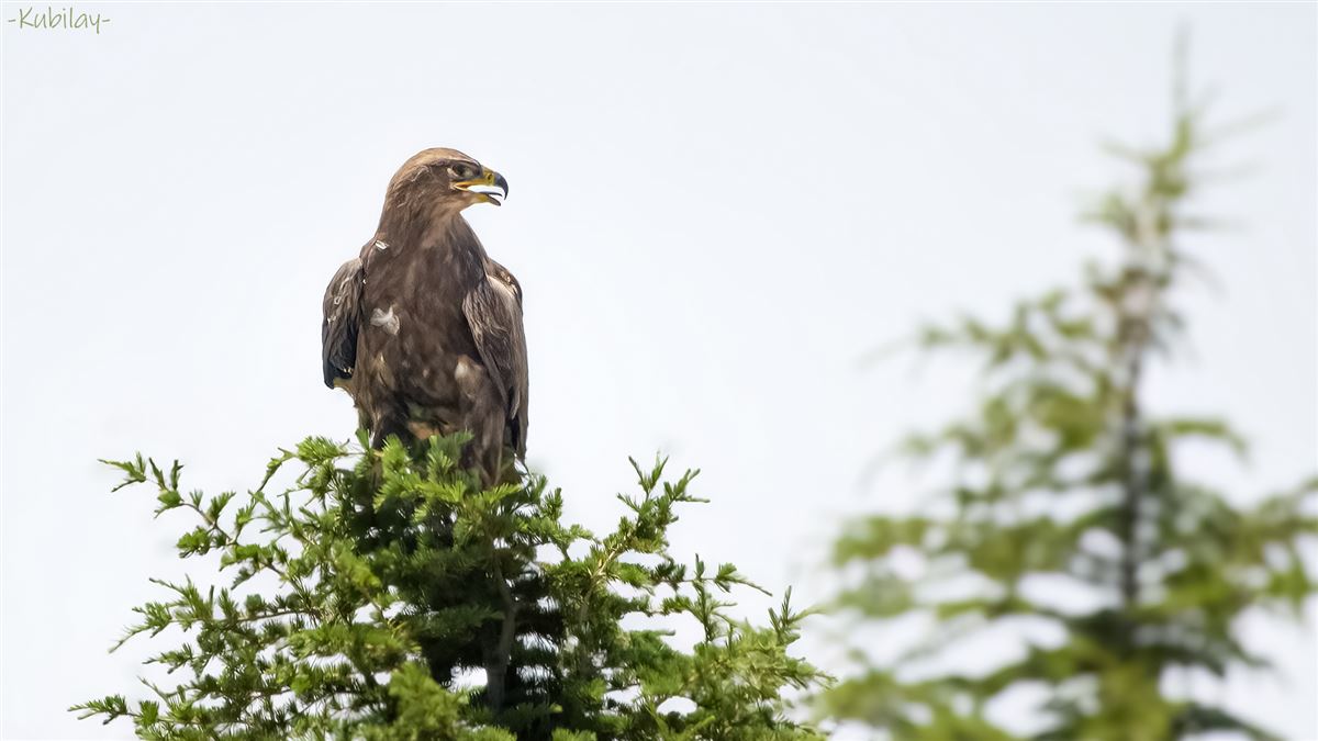 Steppe Eagle