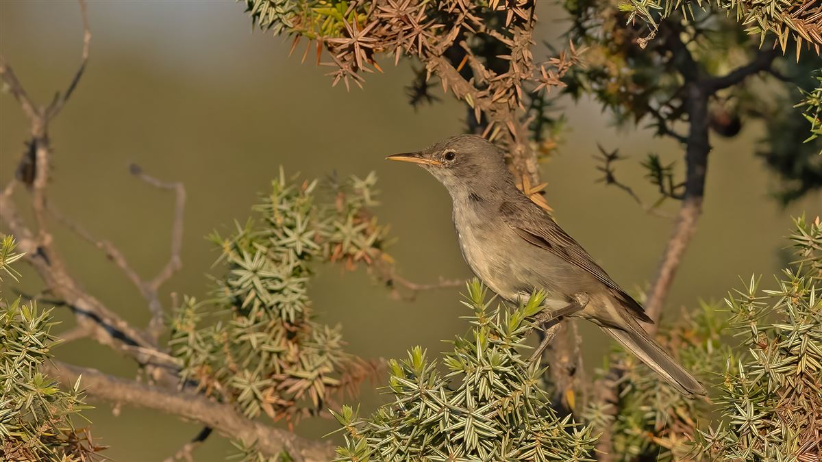 Zeytin mukallidi