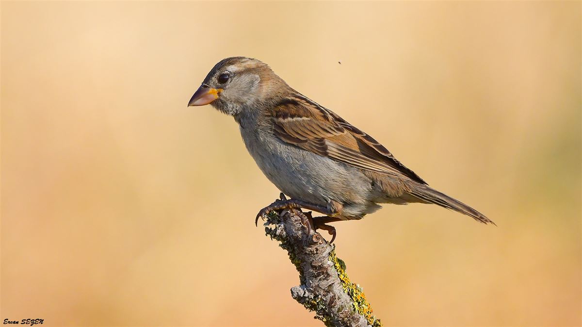 House Sparrow
