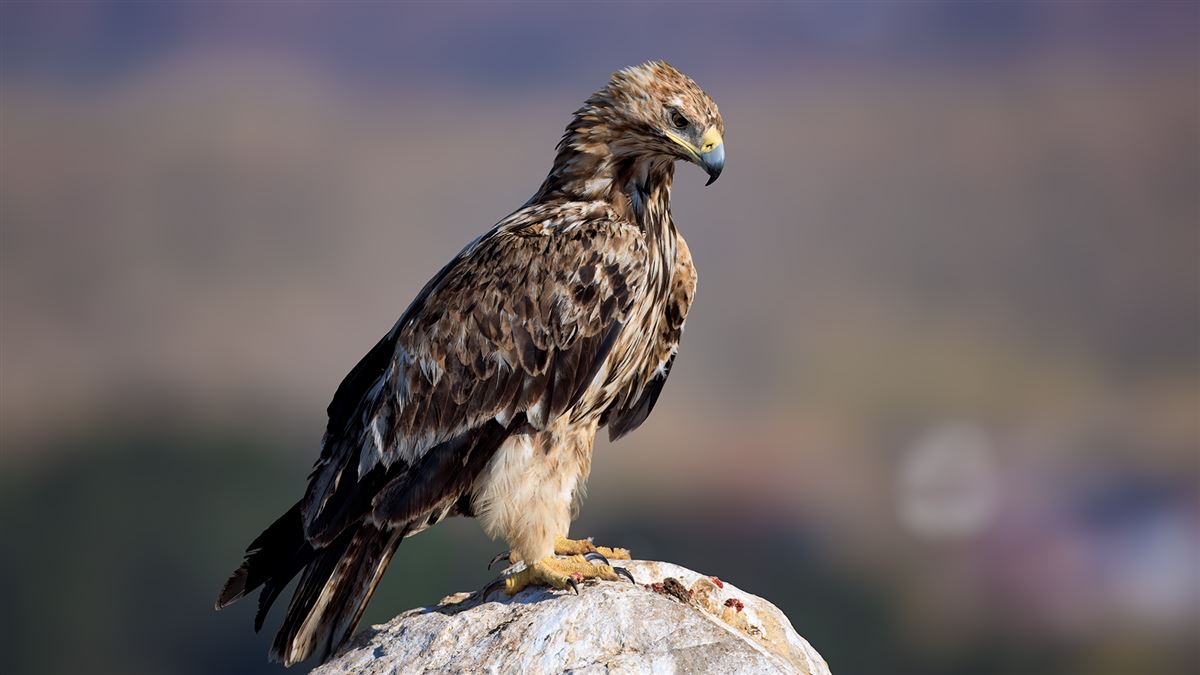 Eastern Imperial Eagle