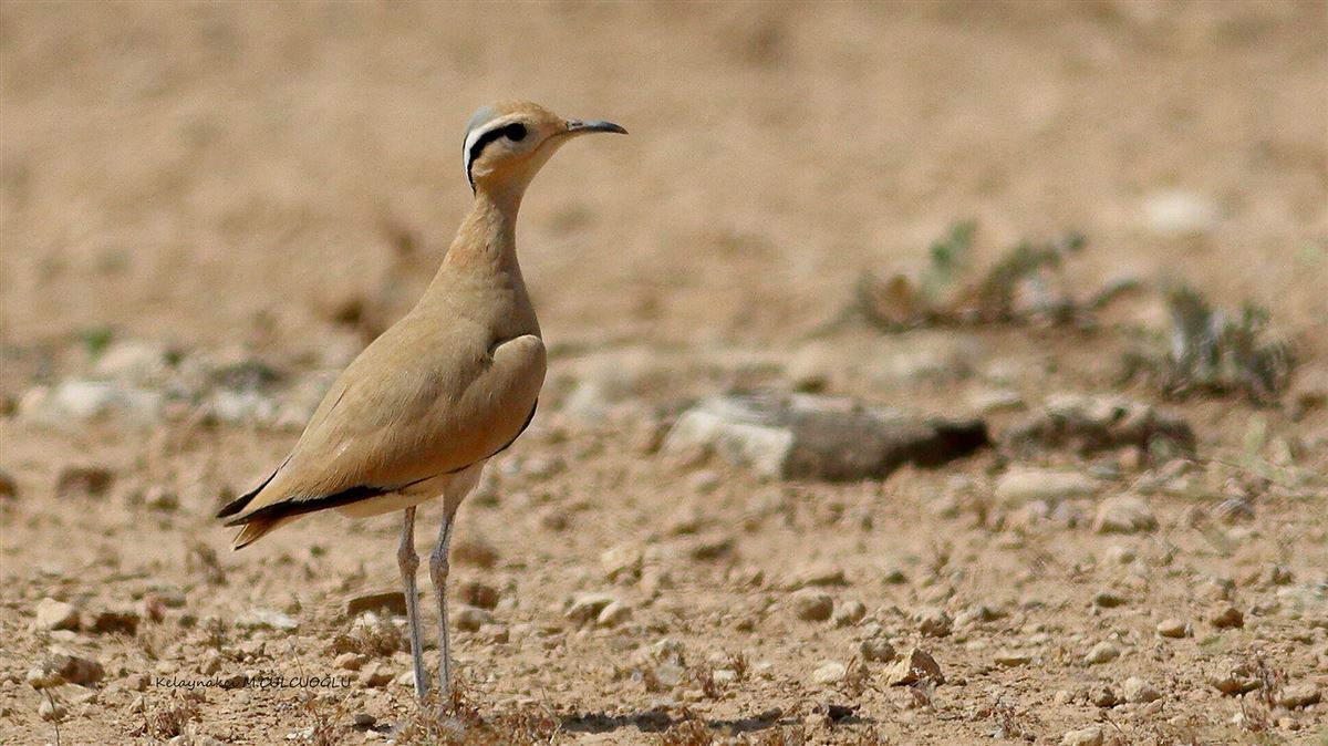 Cream-colored Courser