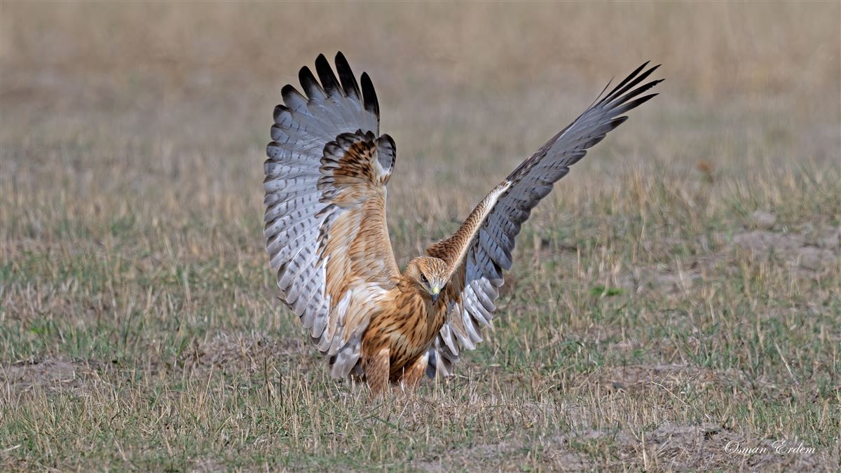Long-legged Buzzard