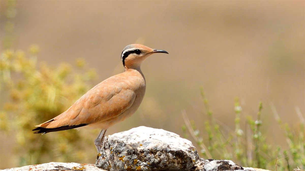 Cream-colored Courser