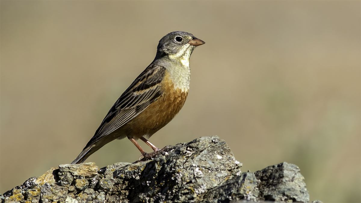 Ortolan Bunting