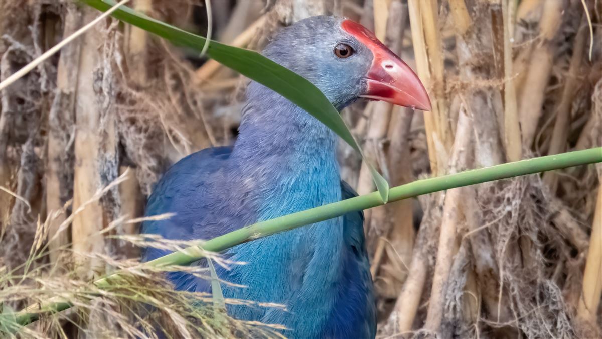 Grey-headed Swamphen