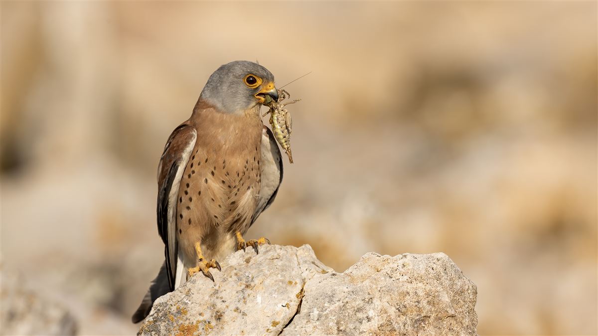 Lesser Kestrel