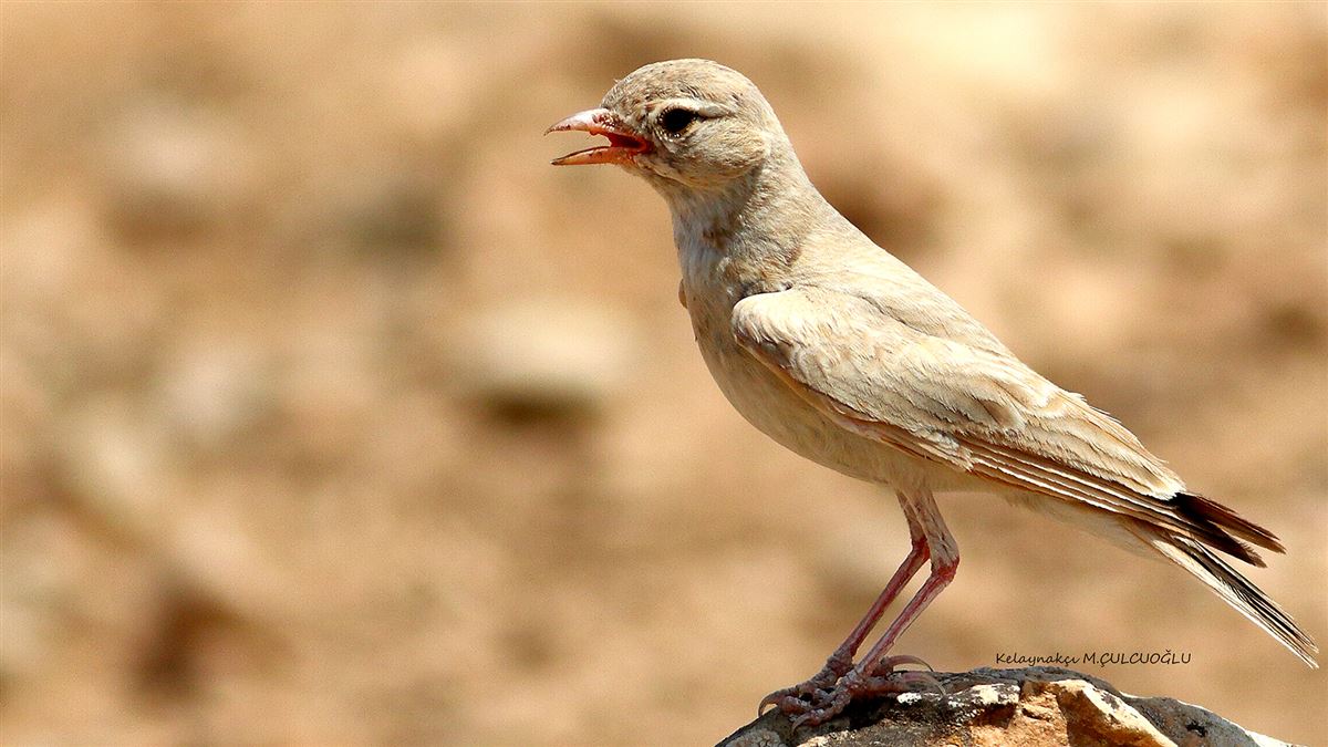 Bar-tailed Lark