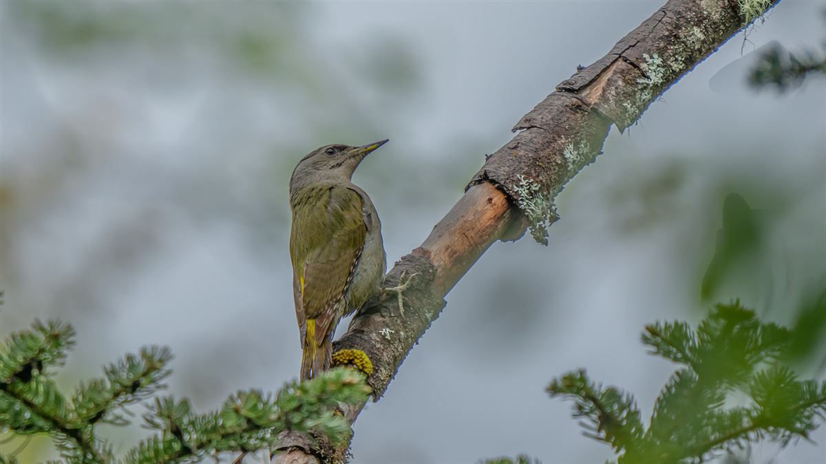 Grey-headed Woodpecker