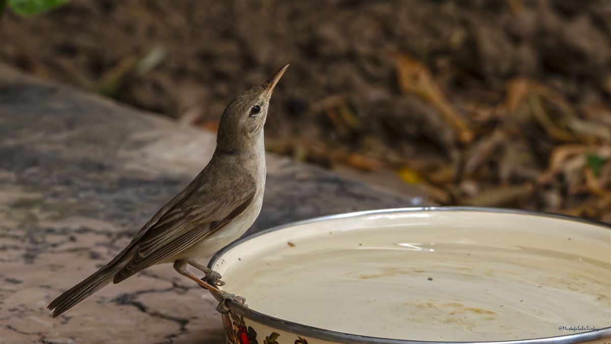 Olive-tree Warbler