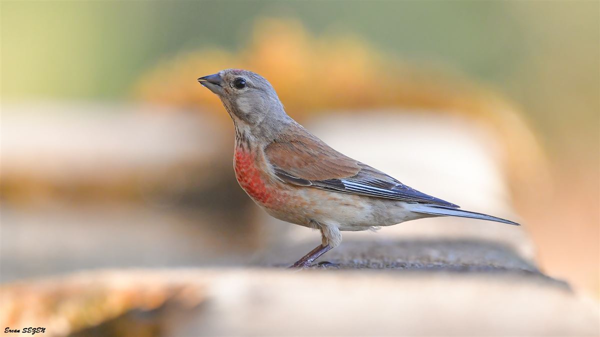 Common Linnet
