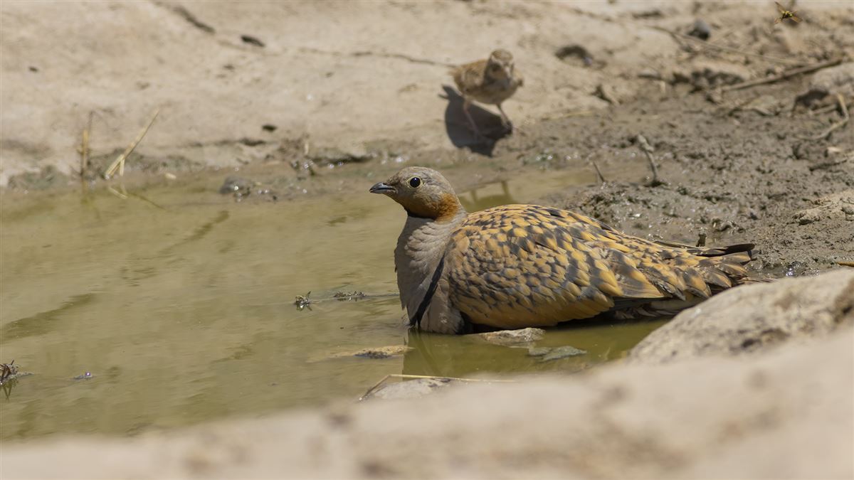 Black-bellied Sandgrouse