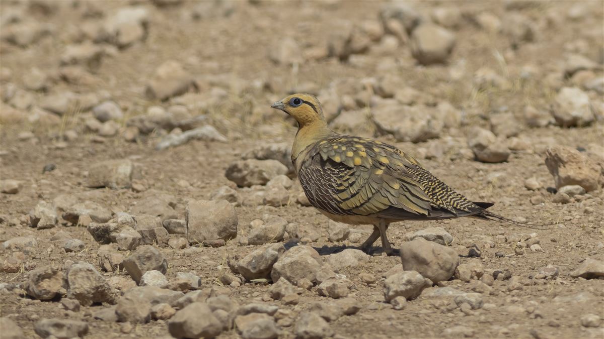 Pin-tailed Sandgrouse
