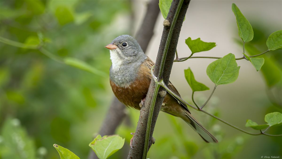 Ortolan Bunting