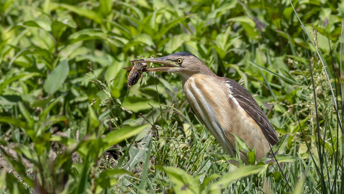 Little Bittern