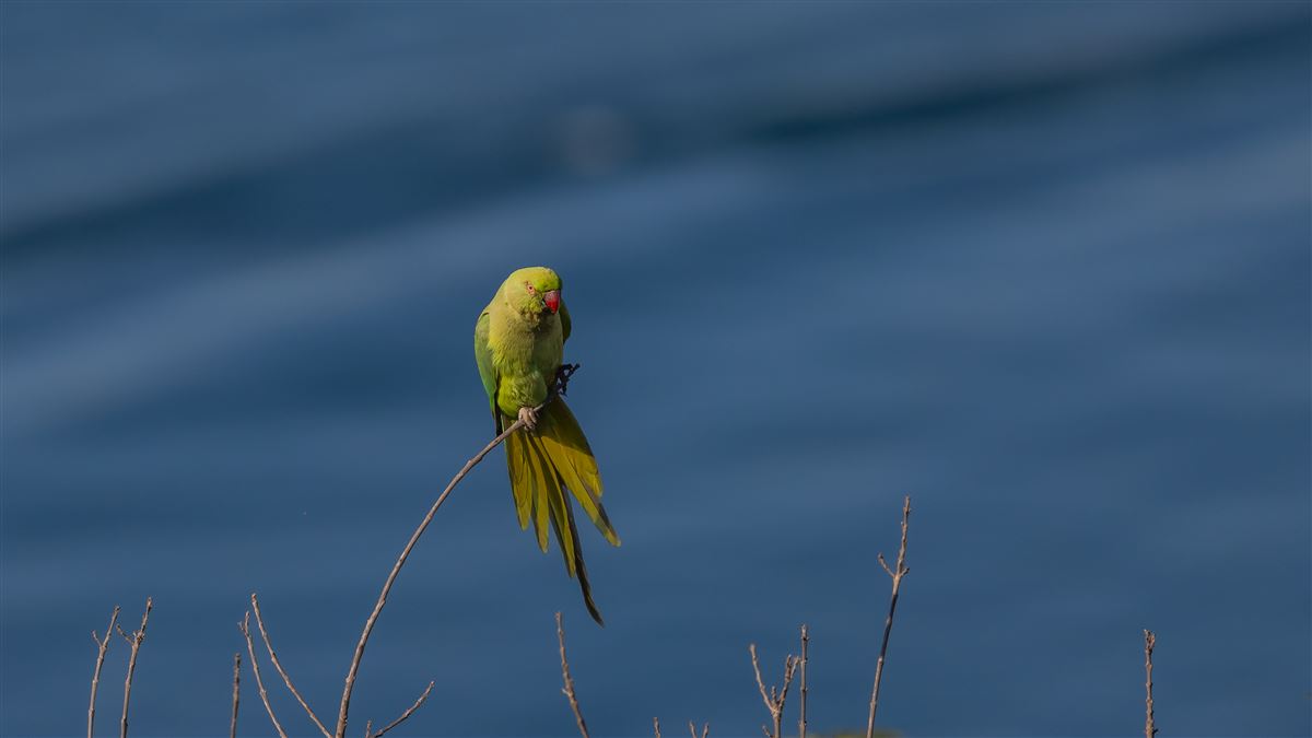 Rose-ringed Parakeet