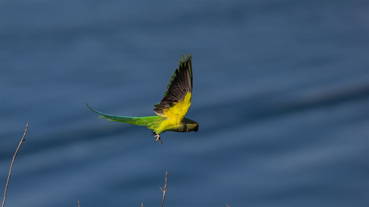 Rose-ringed Parakeet