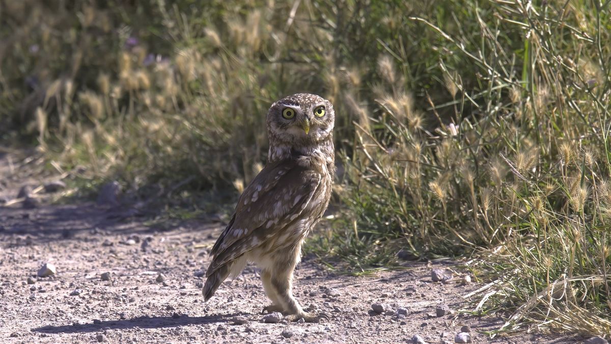 Little Owl