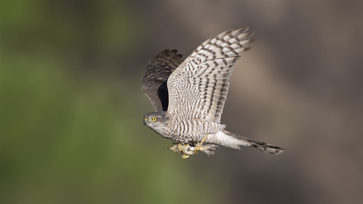 Eurasian Sparrowhawk