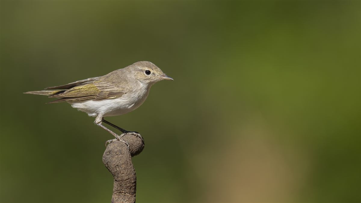 Eastern Bonelli`s Warbler