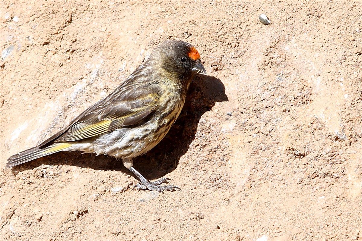 Red-fronted Serin