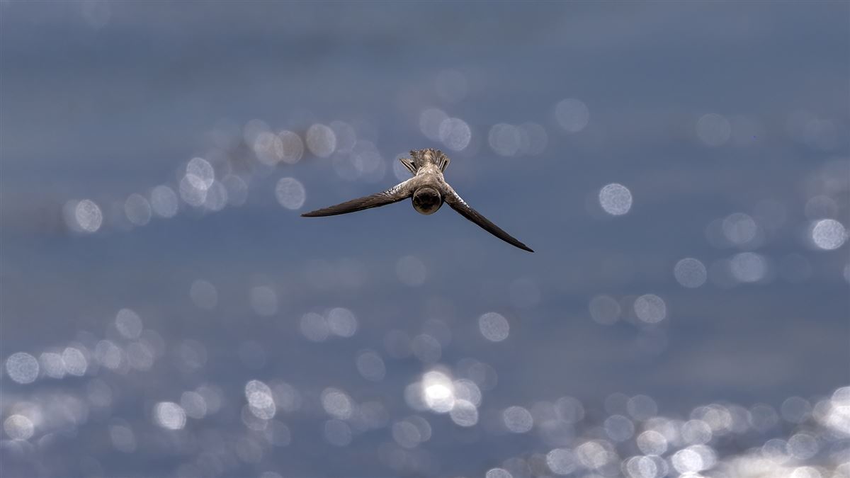 Sand Martin