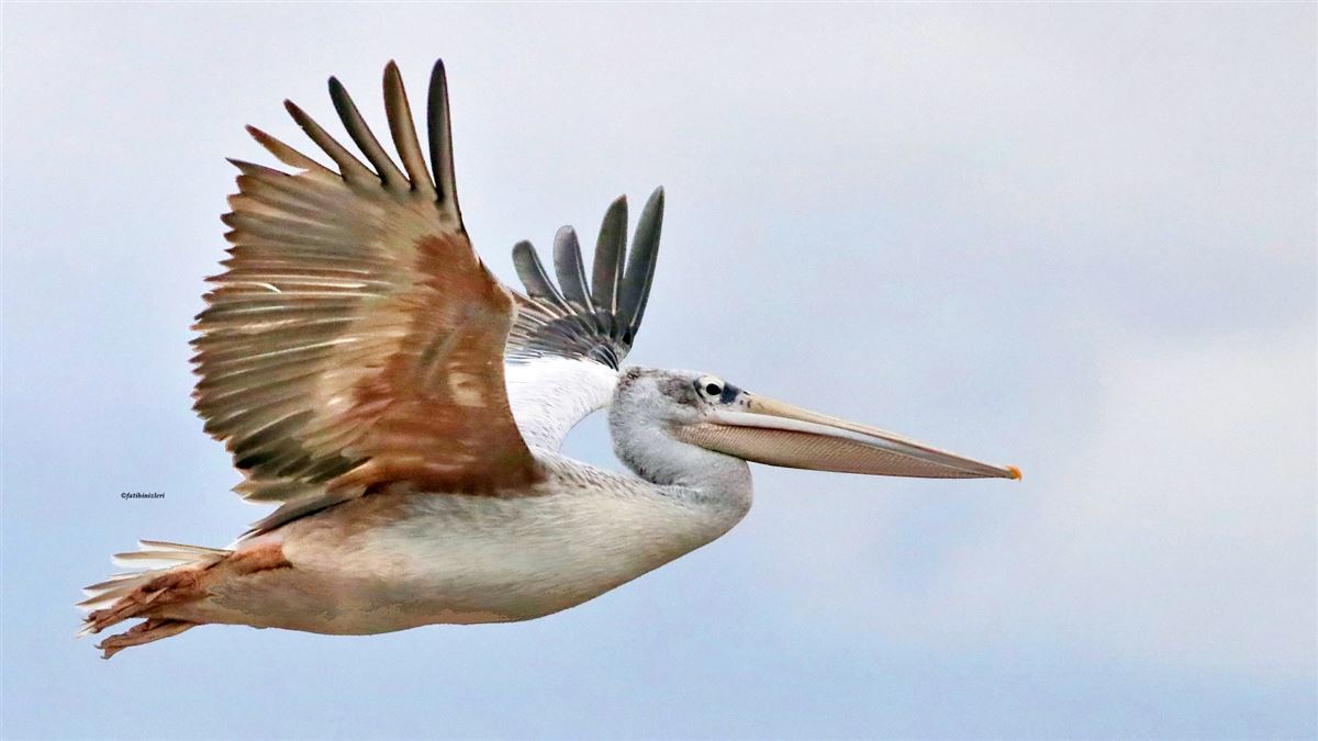 Pink-backed Pelican