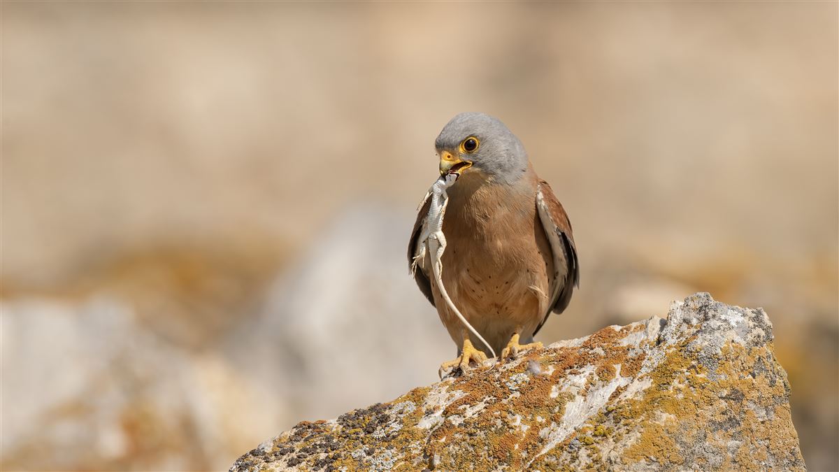 Lesser Kestrel