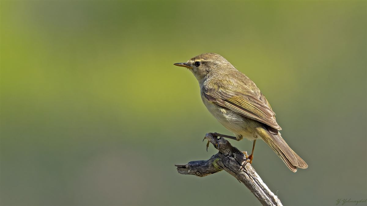 Common Chiffchaff