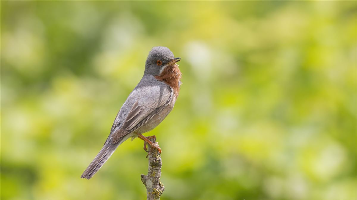 Subalpine Warbler