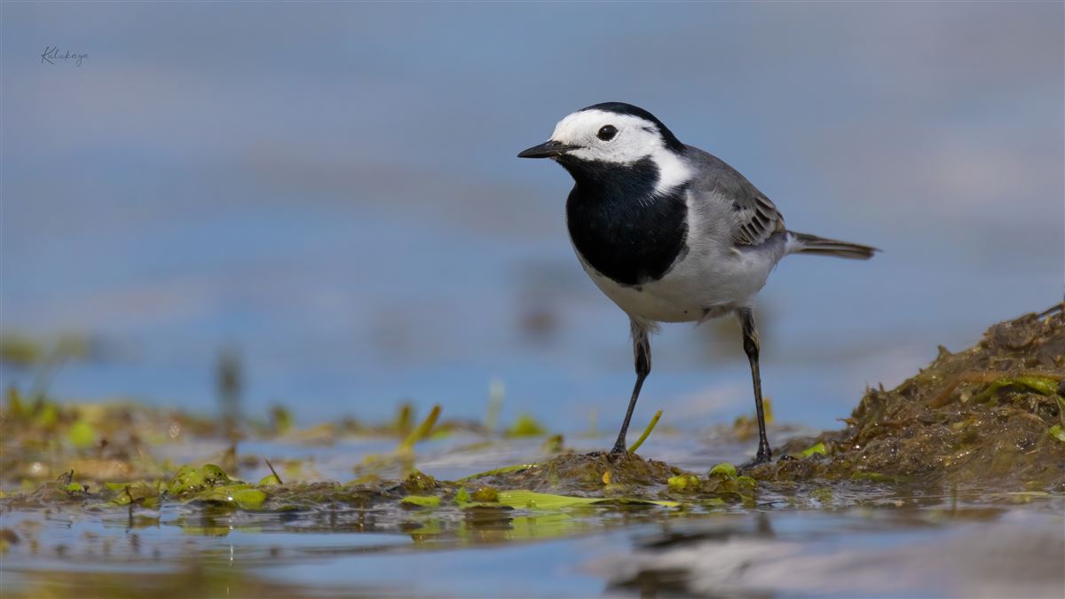 White Wagtail