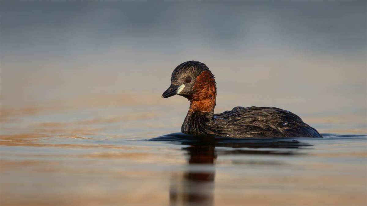 Little Grebe