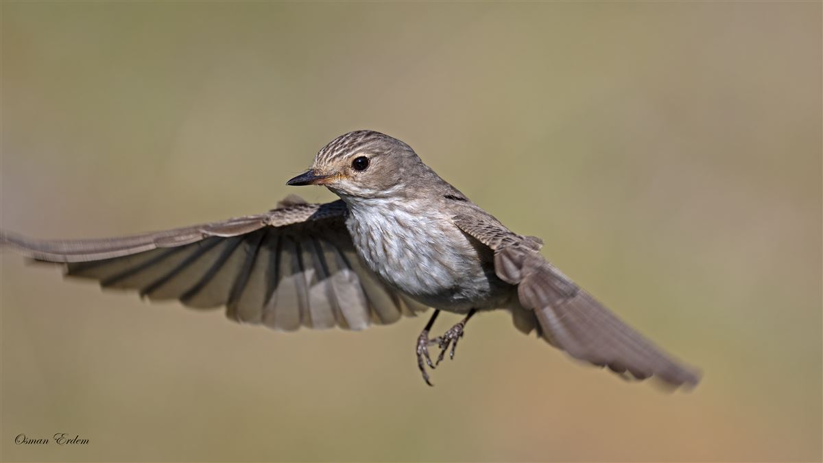 Spotted Flycatcher