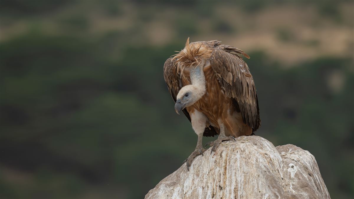 Griffon Vulture