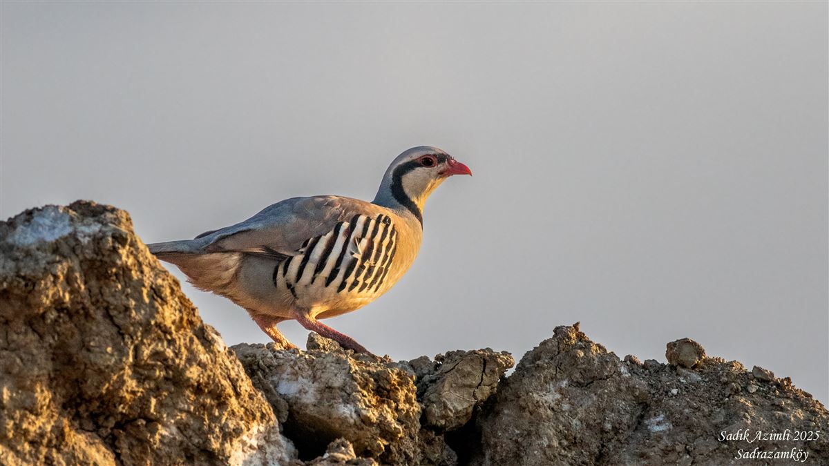 Chukar Partridge