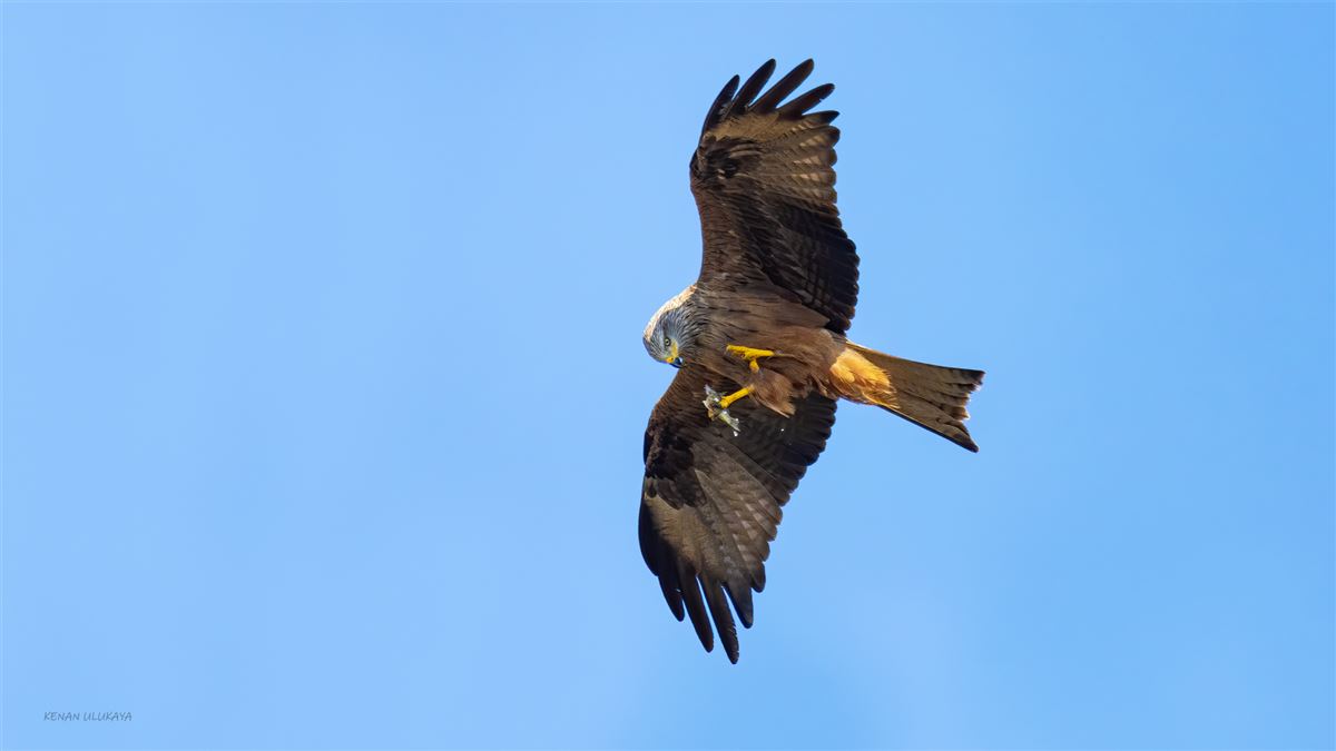 Black Kite