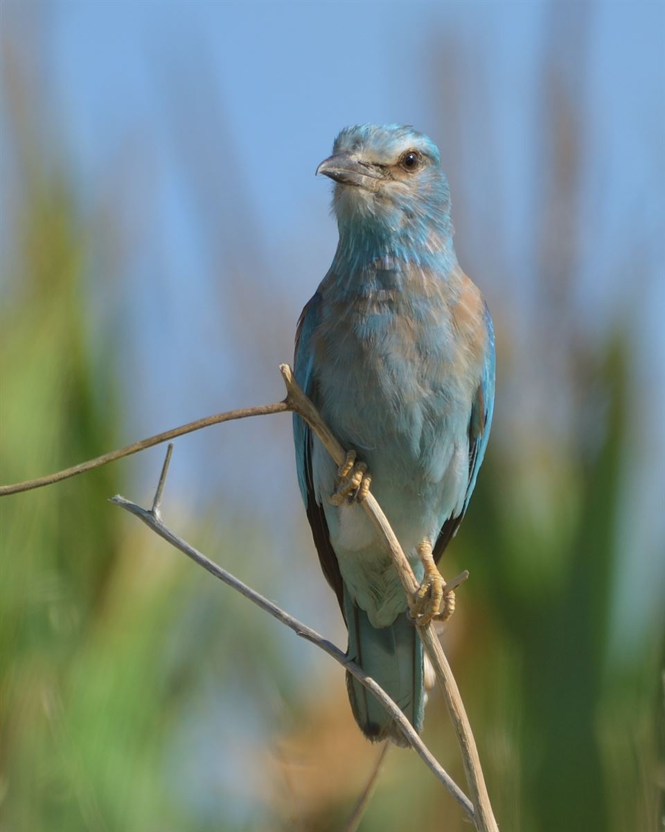 European Roller