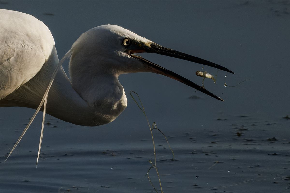 Little Egret