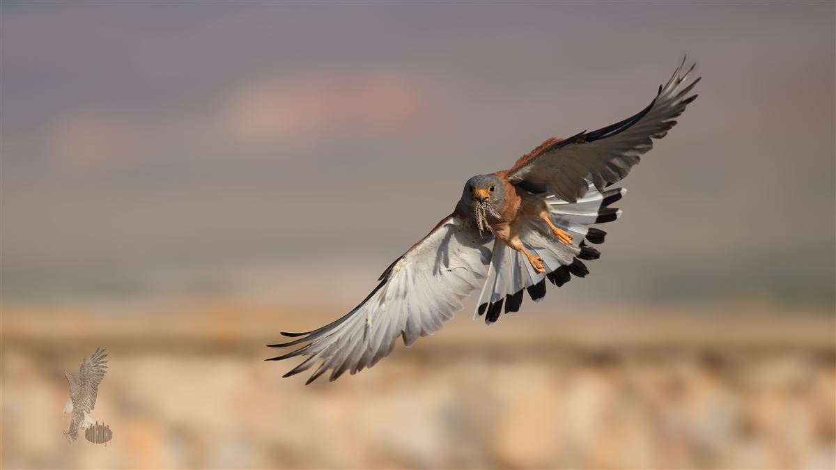 Lesser Kestrel