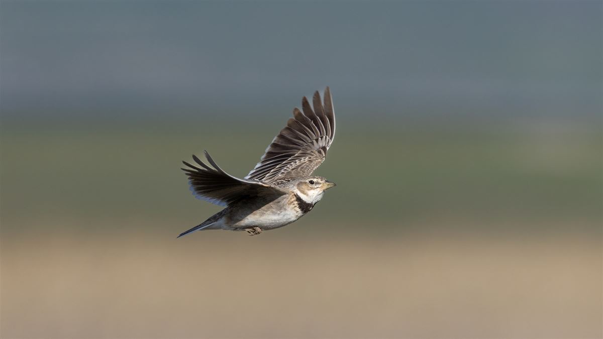 Calandra Lark