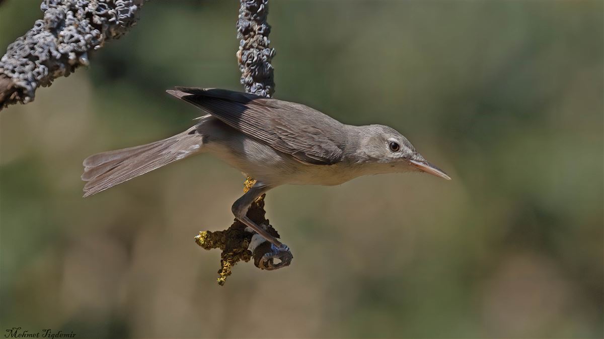 Olive-tree Warbler