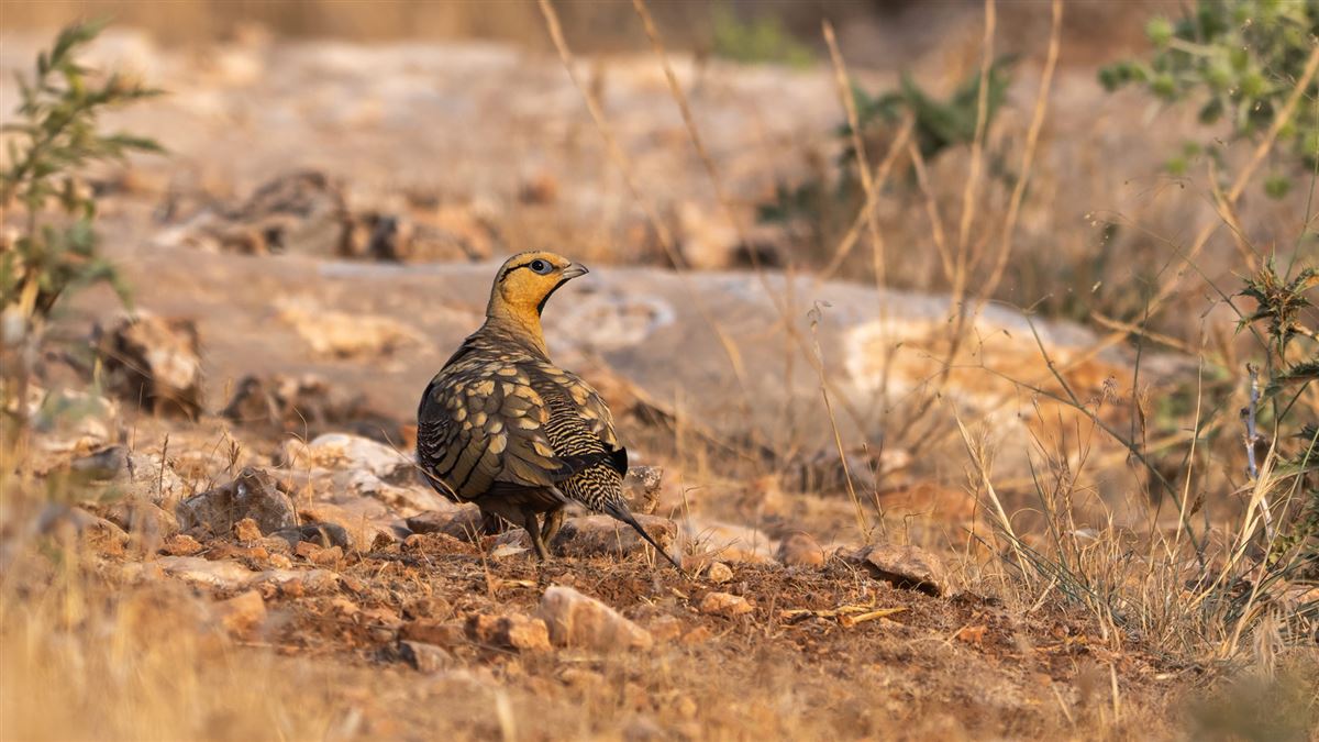 Pin-tailed Sandgrouse