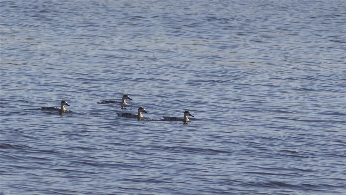 Marbled Duck