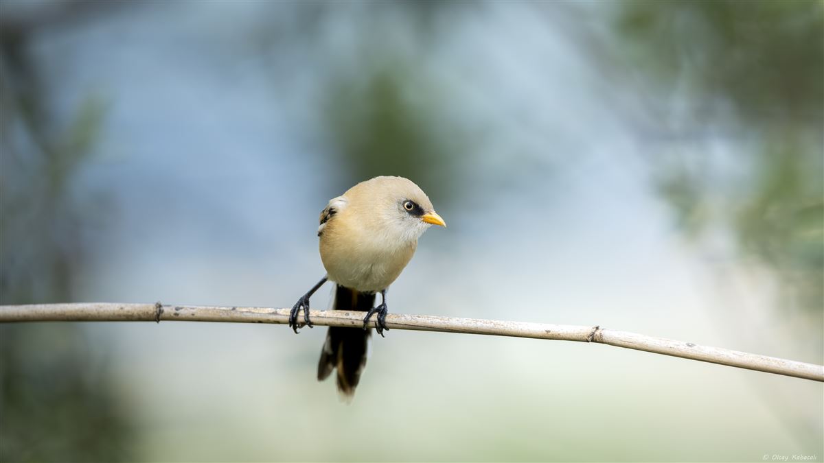 Bearded Reedling