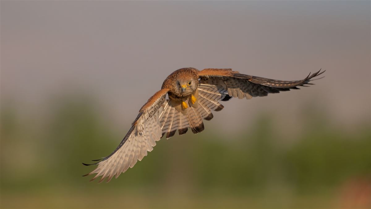Lesser Kestrel
