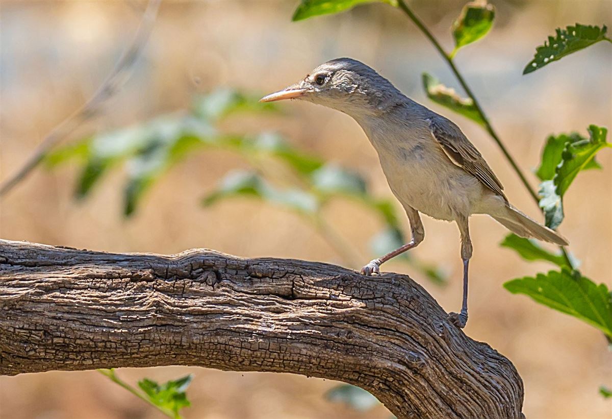 Olive-tree Warbler