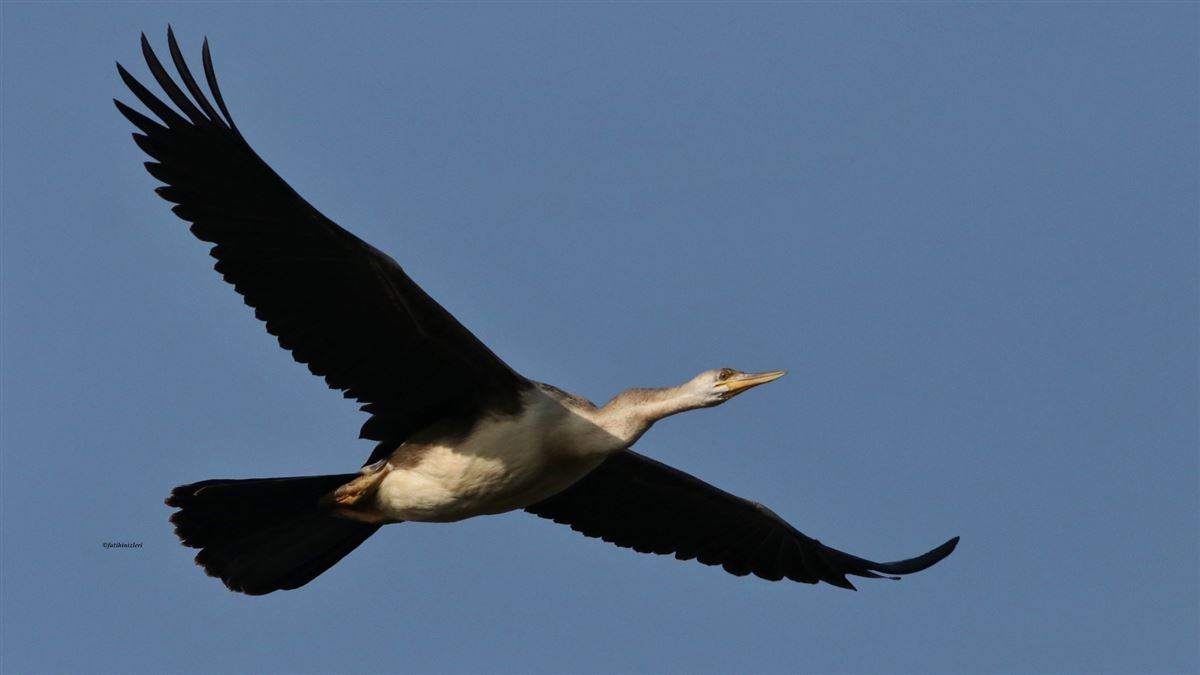 African Darter