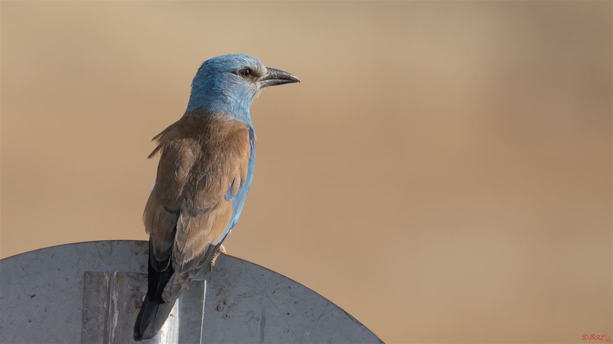 European Roller