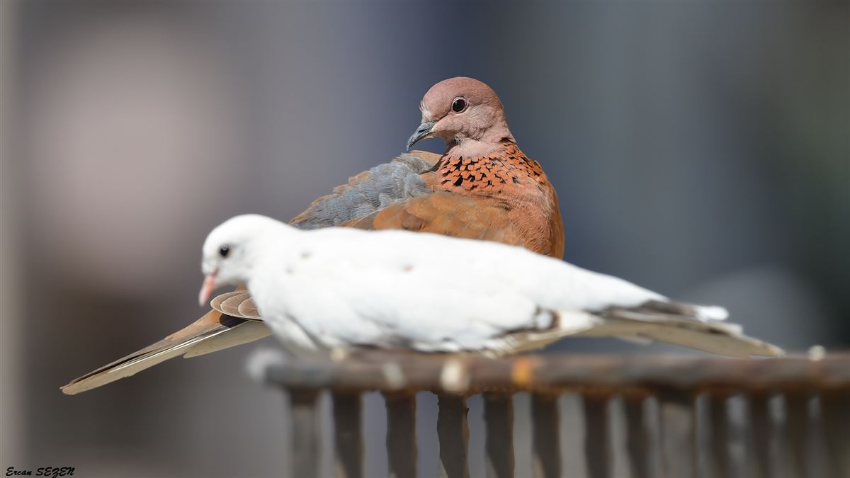 Laughing Dove