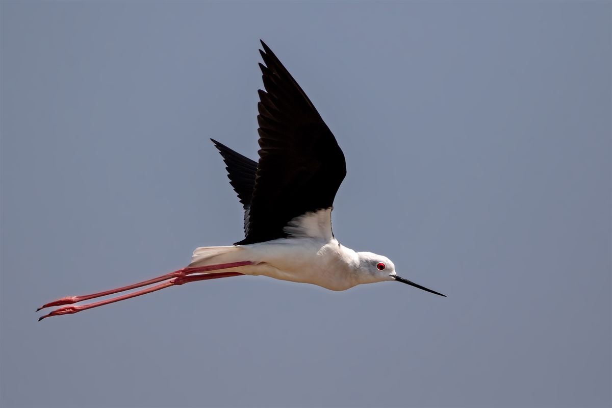 Black-winged Stilt