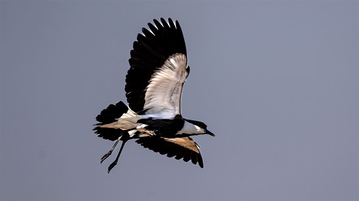 Spur-winged Lapwing
